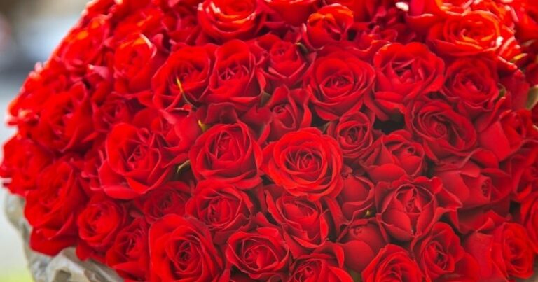 Number of Roses Meaning: What Every Rose Count Says About Your Message