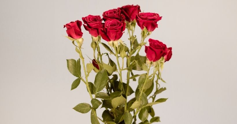 How Rose Meanings Evolved Over Time