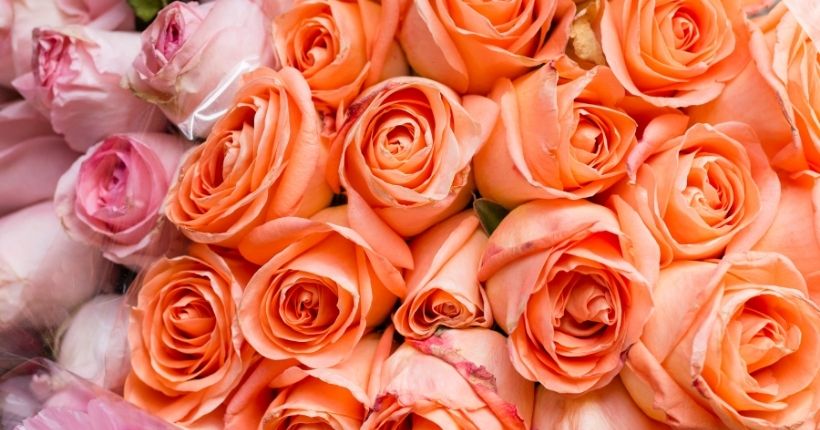 Peach Roses