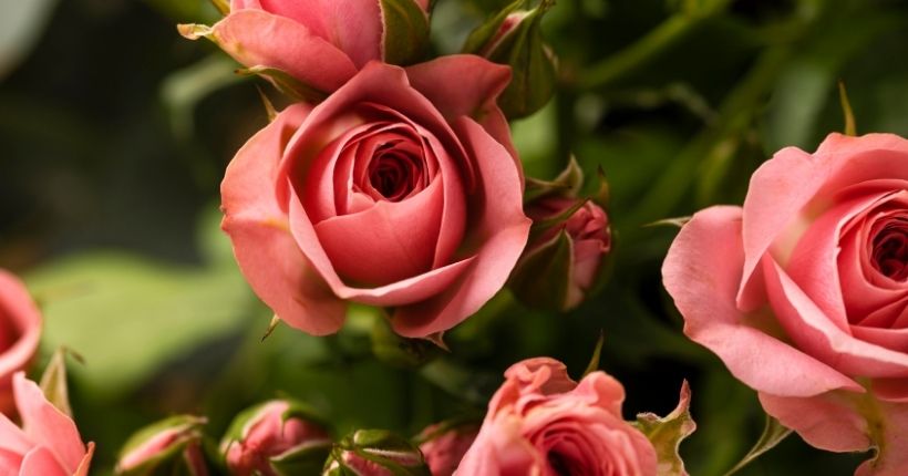 Pink Roses: Grace, Joy, and Sweet Affection