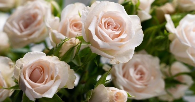 What Your Rose Choice Says