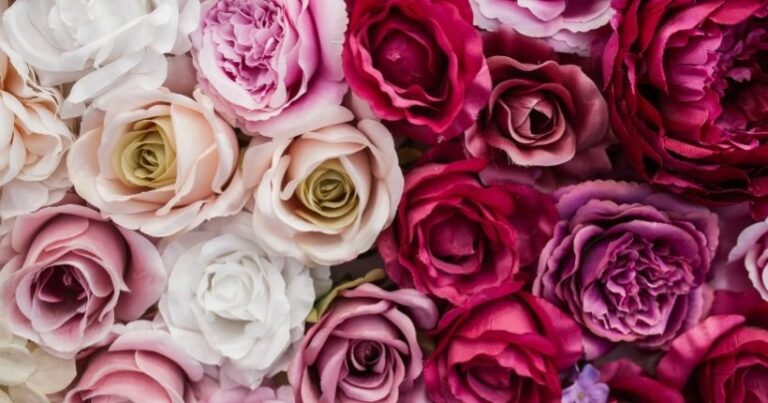 roses flower meaning