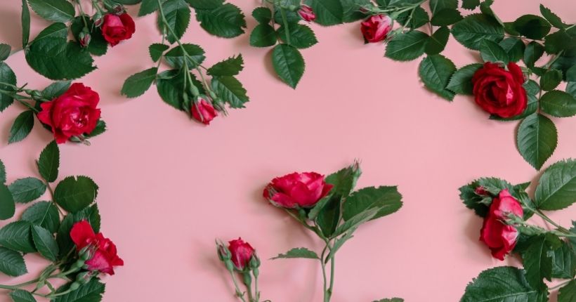 the real meaning of the rose