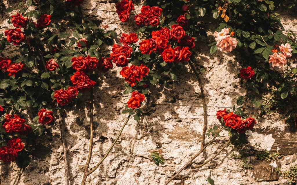 Climbing Roses