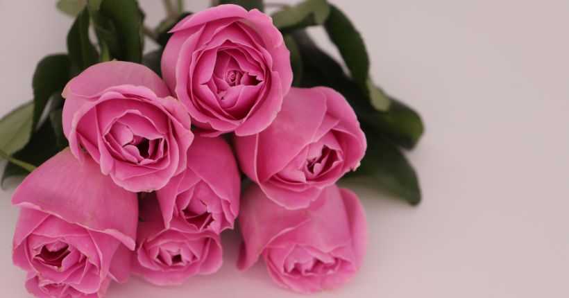Hot Pink or Deep Pink Roses
