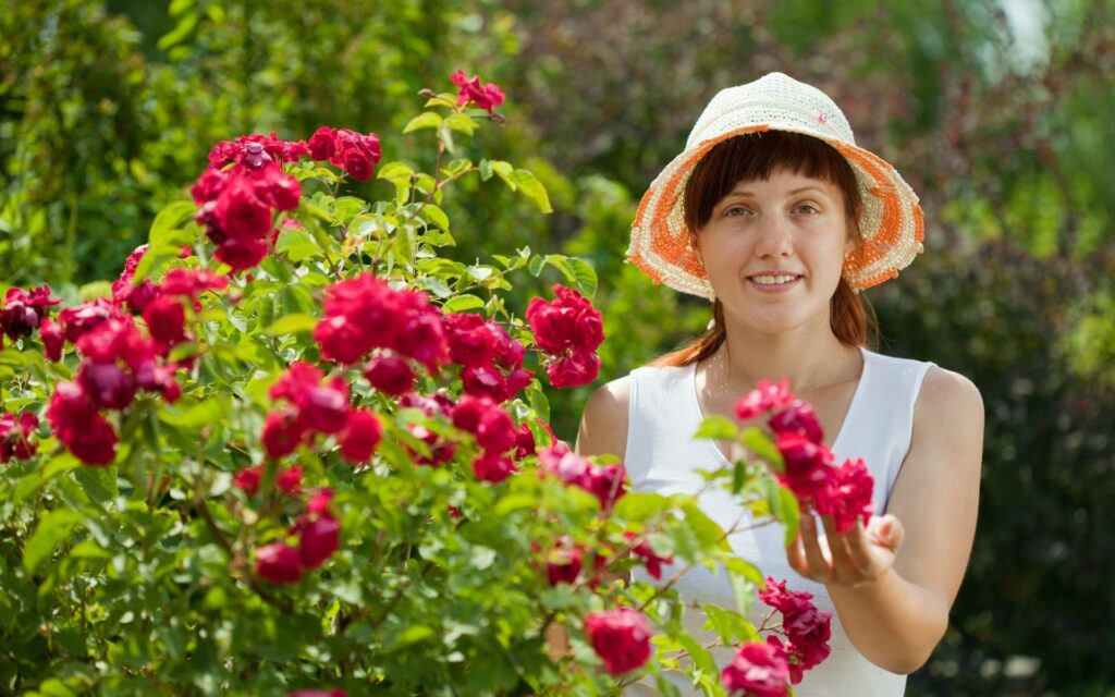 How To Extend Your Rose Flower Season