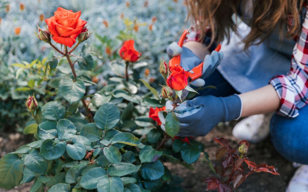 How To Extend Your Rose Flower Season