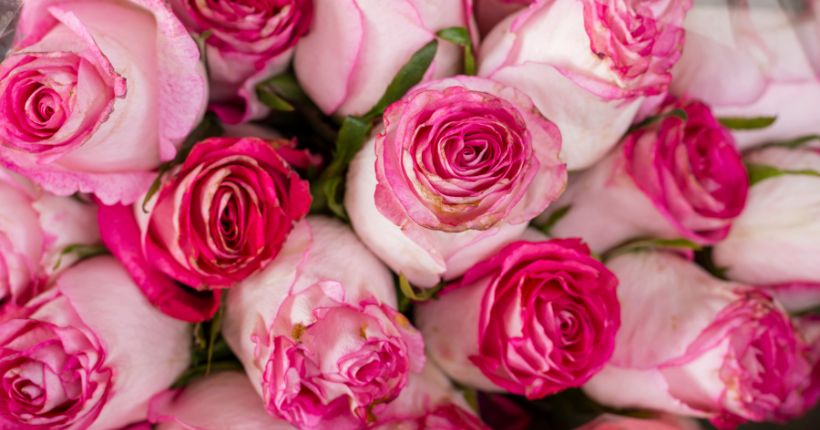 Medium Pink Roses