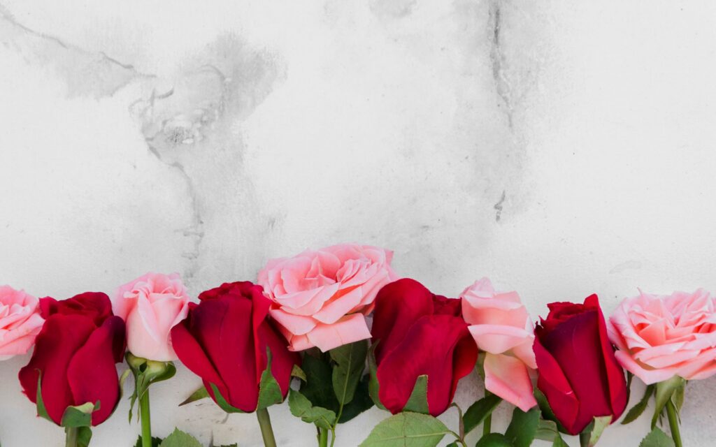 Who Are Valentine's Day Pink Roses Best For