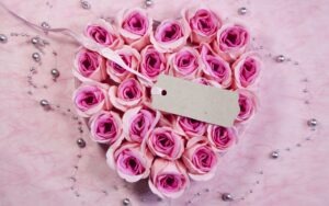 valentines day pink roses