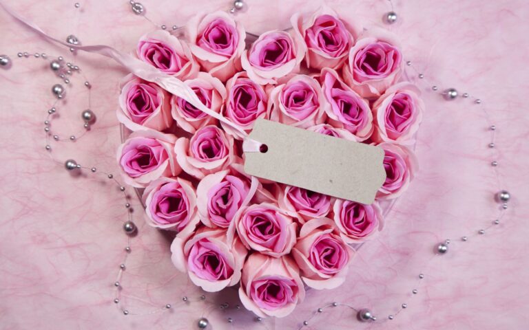 valentines day pink roses