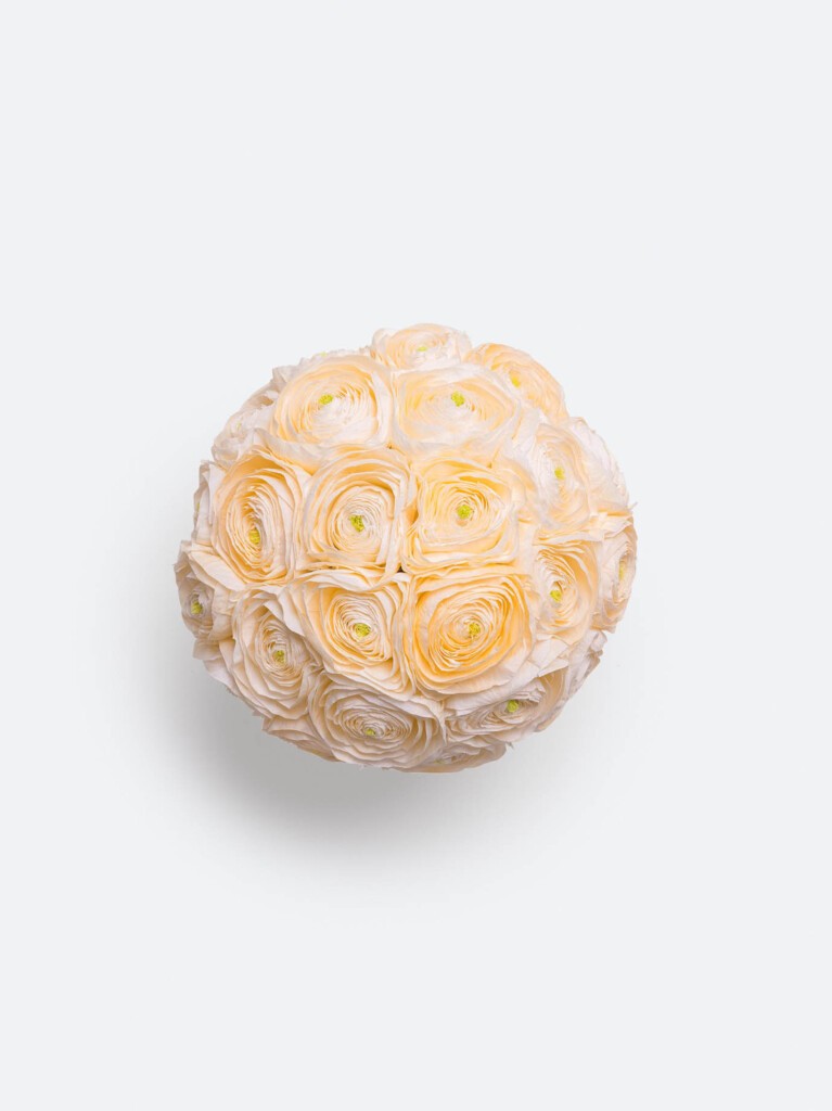 Aerial view of 21 preserved ranunculus flowers in soft peach tones, arranged in a tight, spherical cluster with delicate green centers peeking through layered petals