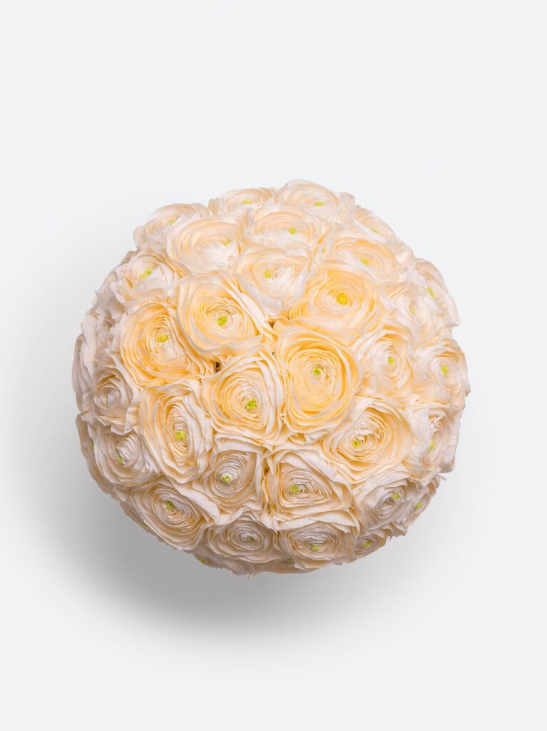 Aerial view of a meticulously arranged cluster of soft peach preserved ranunculus flowers, forming a flawless circle of layered petals with subtle hints of green at the center.