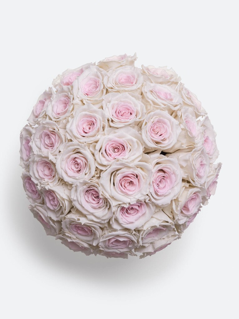 From above, each bloom reveals a swirl of cotton-pink nested in icy white petals, giving the bouquet a delicate, snow-dusted look.