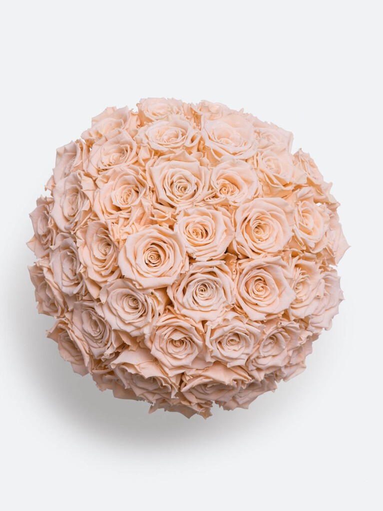A dome of luxurious 40 blush preserved roses, a perfect gift for big events.