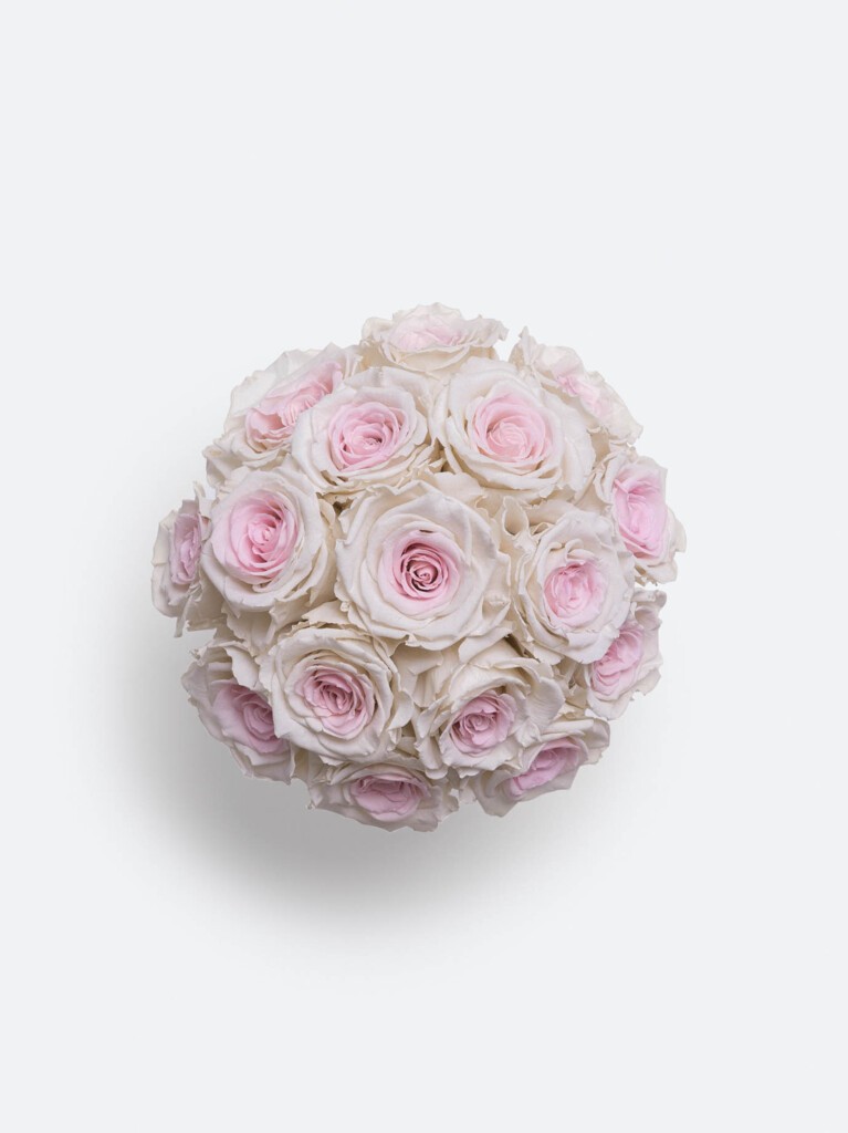 Top-down view of 16 preserved roses in pale pink with soft white outer petals, arranged in a compact, rounded cluster that highlights their gentle color contrast and velvety texture.
