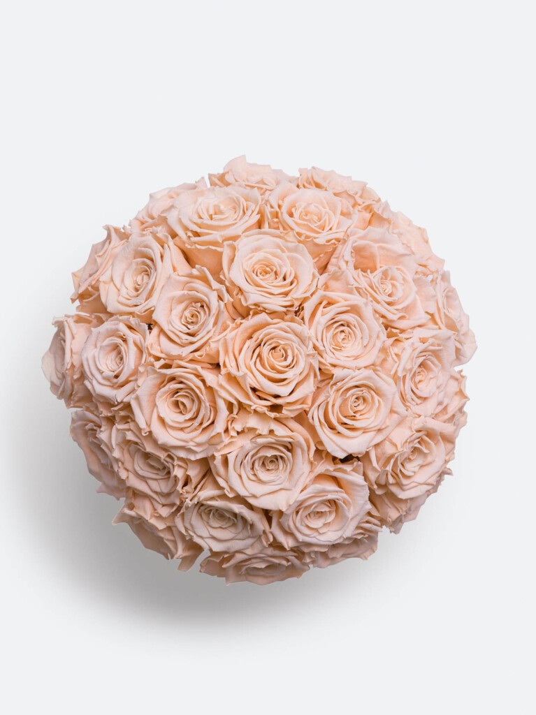 Top-down view of a preserved rose arrangement featuring 30 coral-colored roses, tightly packed in a dome shape to showcase their soft peach tones and velvety texture, ideal for long-lasting floral decor or gifting.